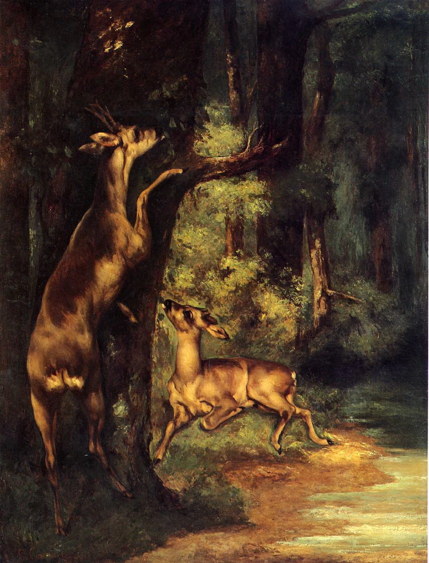  173-Maschio e femmina di cervo nei boschi 